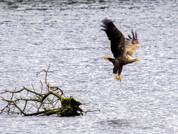 Seeadler