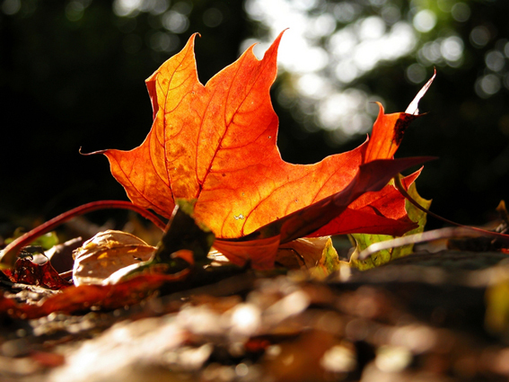 Von wegen grau und dunkel - Farbenfrohes Blatt im Herbst