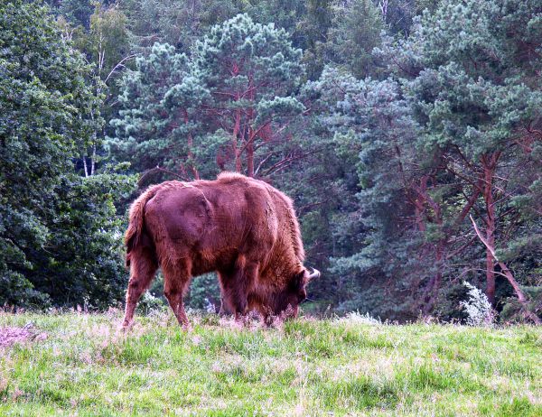 Wisent vor Urwald